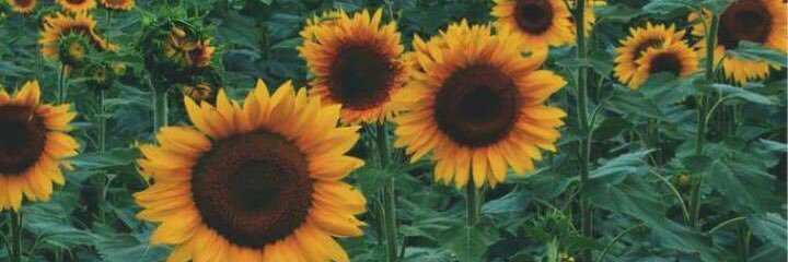 mayeconeja's profile banner image