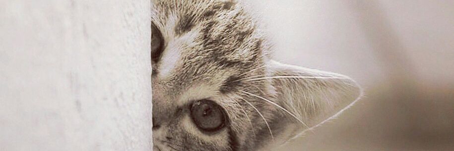 caar_abas's profile banner image