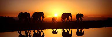 Elephant_Land's profile banner image