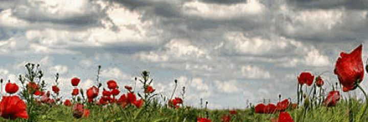 Marisasoyyo's profile banner image