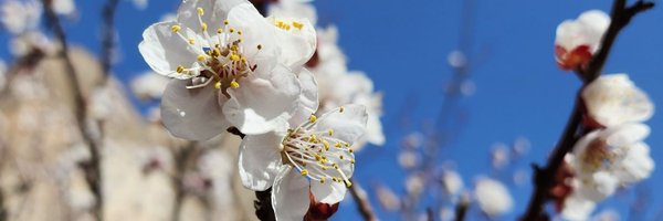 _nancychauhan Profile Banner