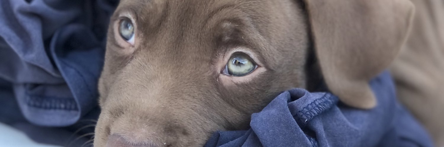 BeluPilo's profile banner image