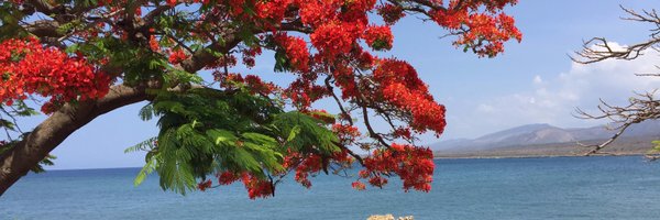 carolread Profile Banner