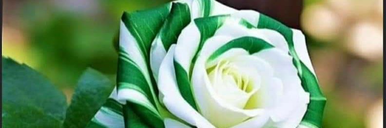 Terrianne81's profile banner image