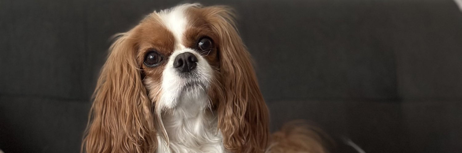 paula89tv's profile banner image