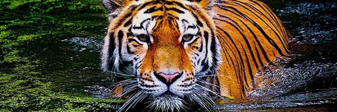 Space__Tiger's profile banner image