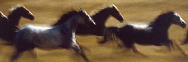 iNene233 Profile Banner