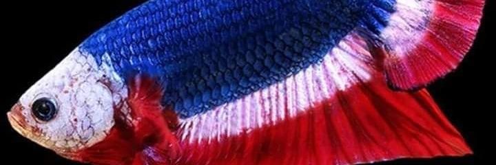 Minwangko1's profile banner image