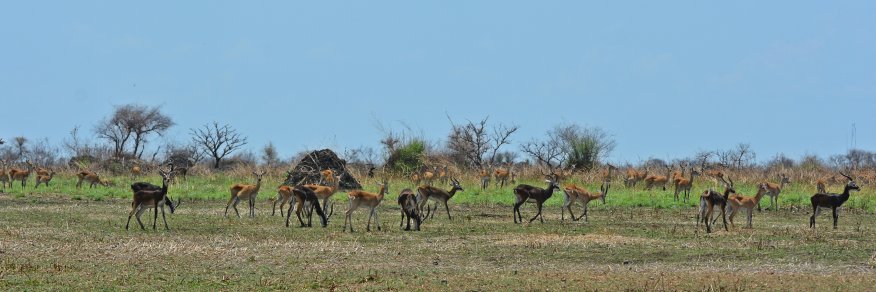 Ethiopian Wildlife Conservation Authority banner