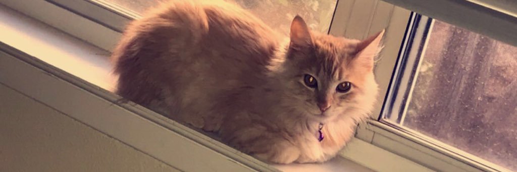 _alicee1's profile banner image
