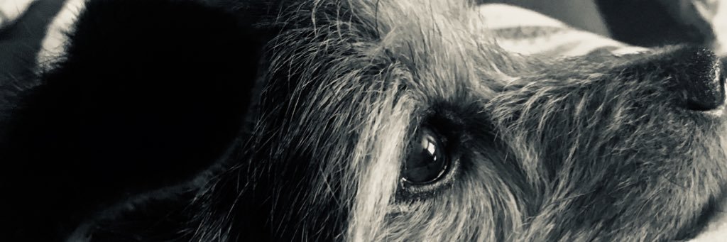 memewagstaff's profile banner image