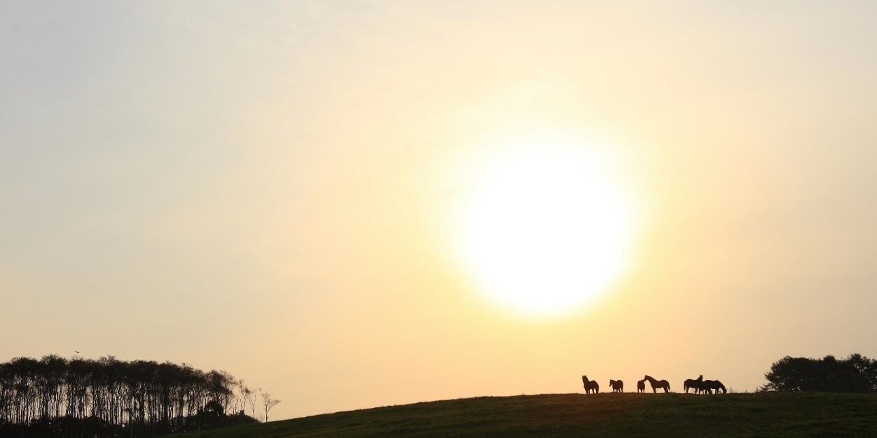 Paca Paca Farm banner