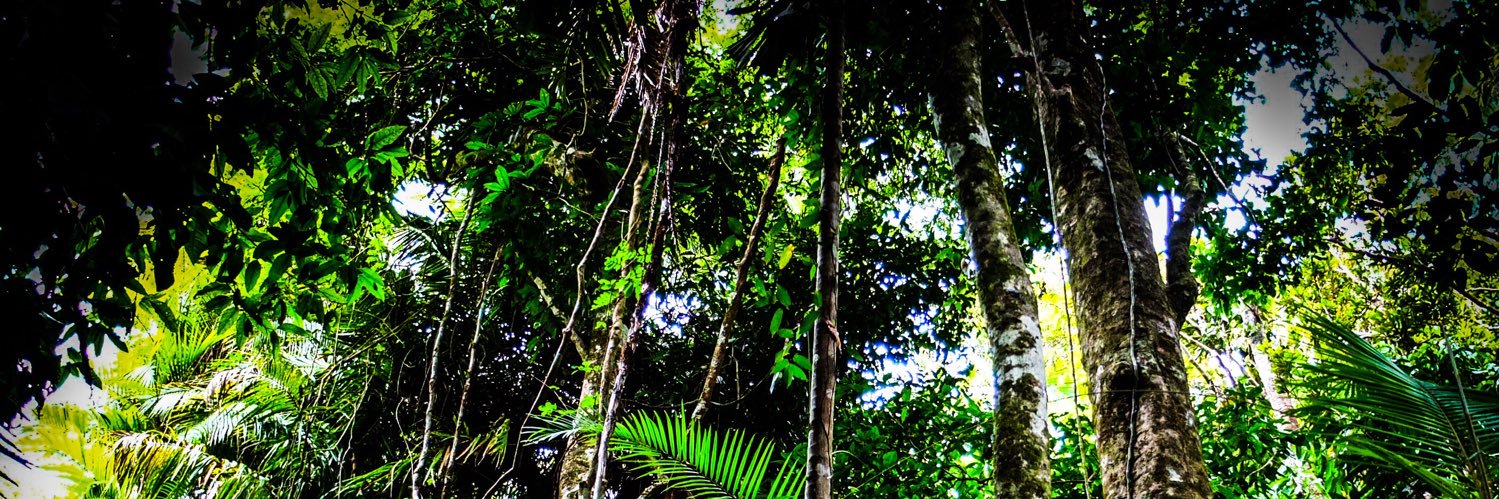 ESS-BEE-KAY 🐍🐝🐨 banner