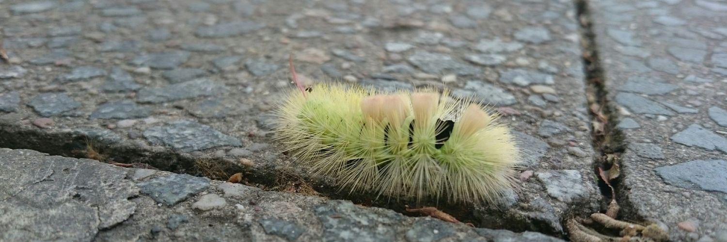 Matthias Haist banner