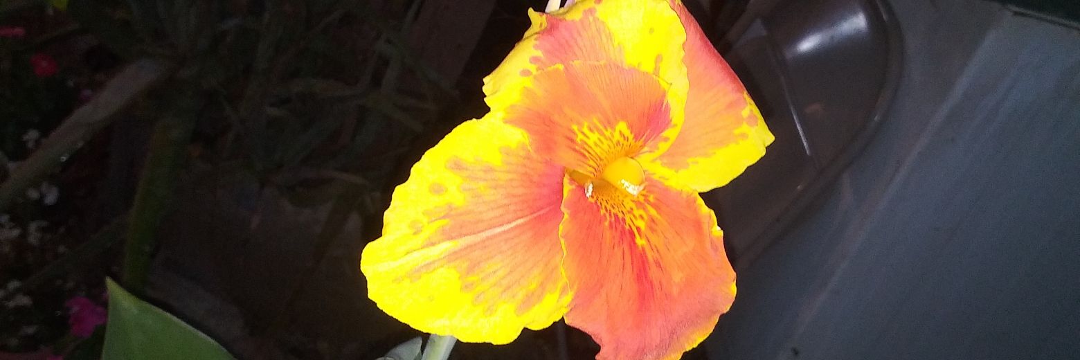 Michell09379583's profile banner image