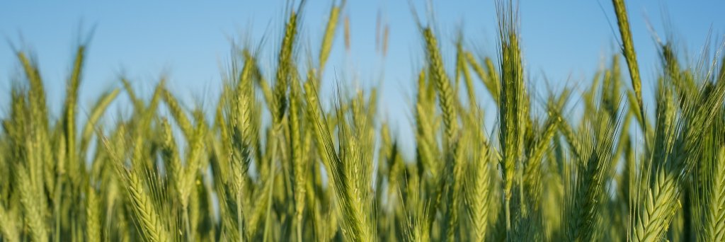 Grano Sostenible's banner