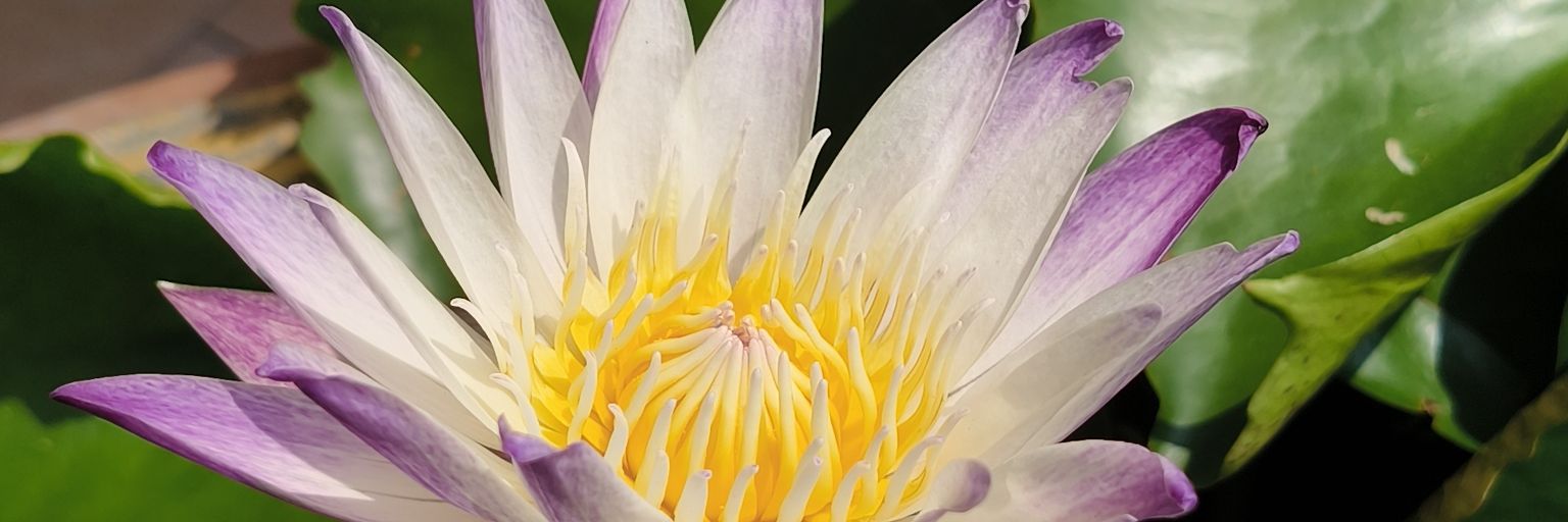 TeamTeam 🥰🧡💐 banner