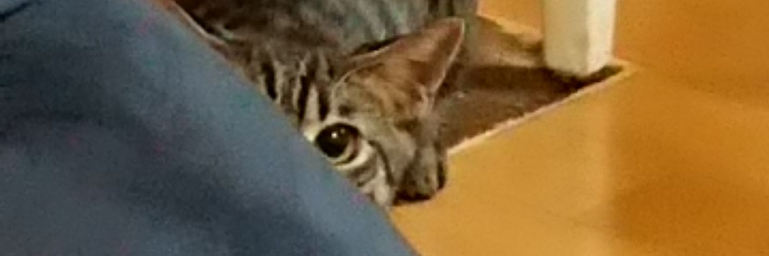 ゆう( •ω•｜ banner