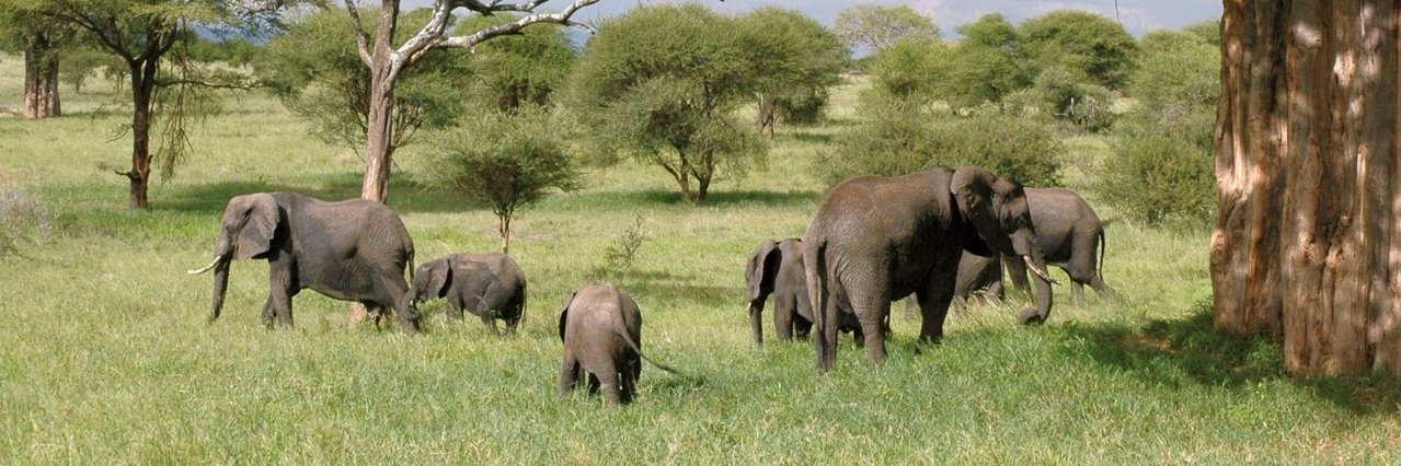 KWSafaris's profile banner image