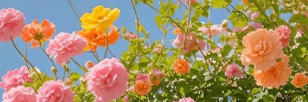 nik .☘︎ ݁˖ new acc on 📌 banner