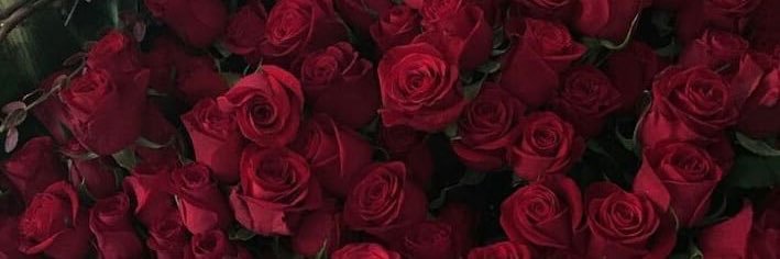 ℜᴇɴʏssᴀ banner