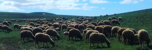 nicholas_puneet Profile Banner