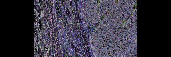 MDankner Profile Banner