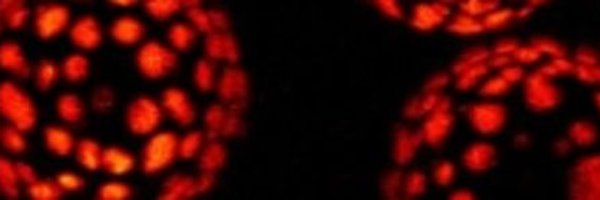 BrujicLab Profile Banner