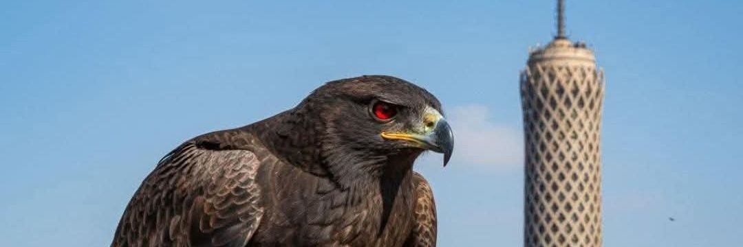 abo_nady555's profile banner image