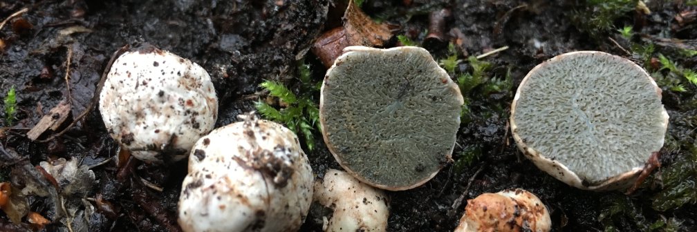 Truffle Smith Lab banner