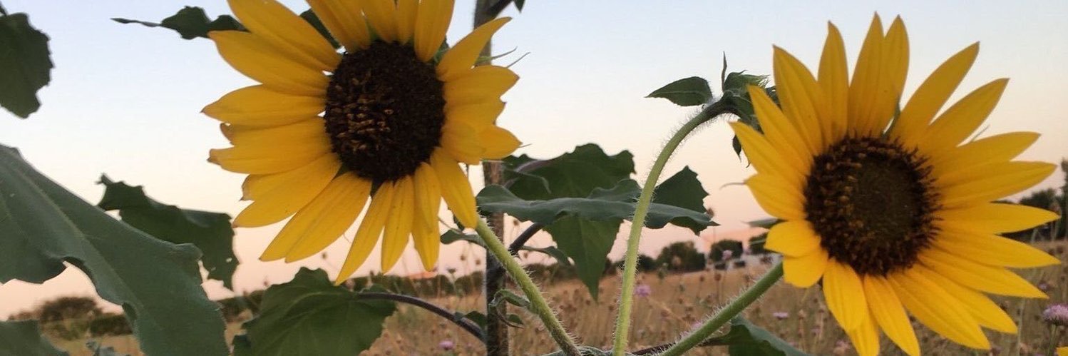 sunflolights's profile banner image