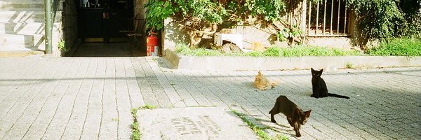 UtkuTurkLing Profile Banner