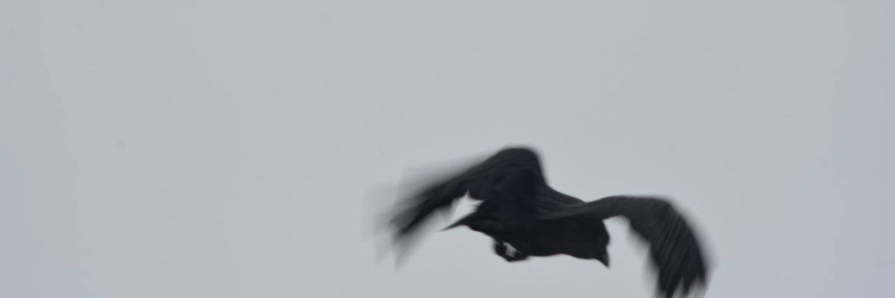 NUENORDIC's profile banner image