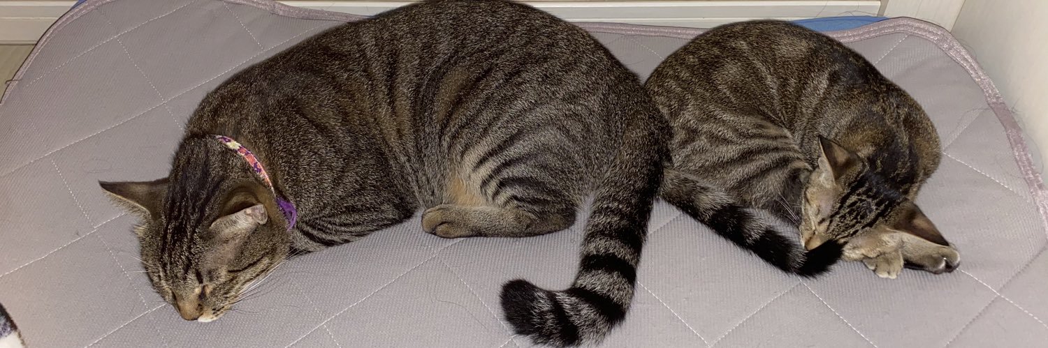 猫ざんまい banner