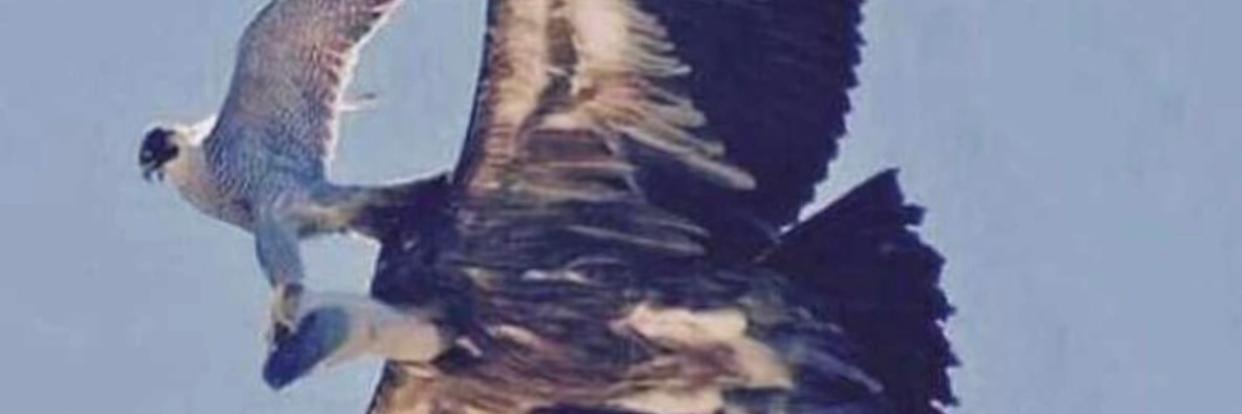 G_1zl's profile banner image