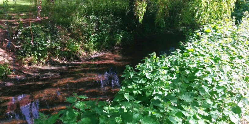 Ⰴⰰⰻⰽⰻⱀⰻ🌻 banner