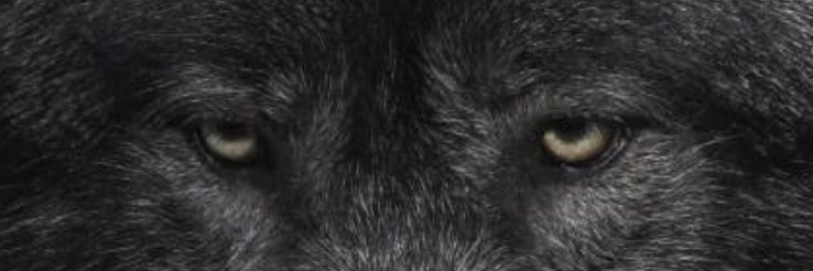 d_lonewolfe's profile banner image