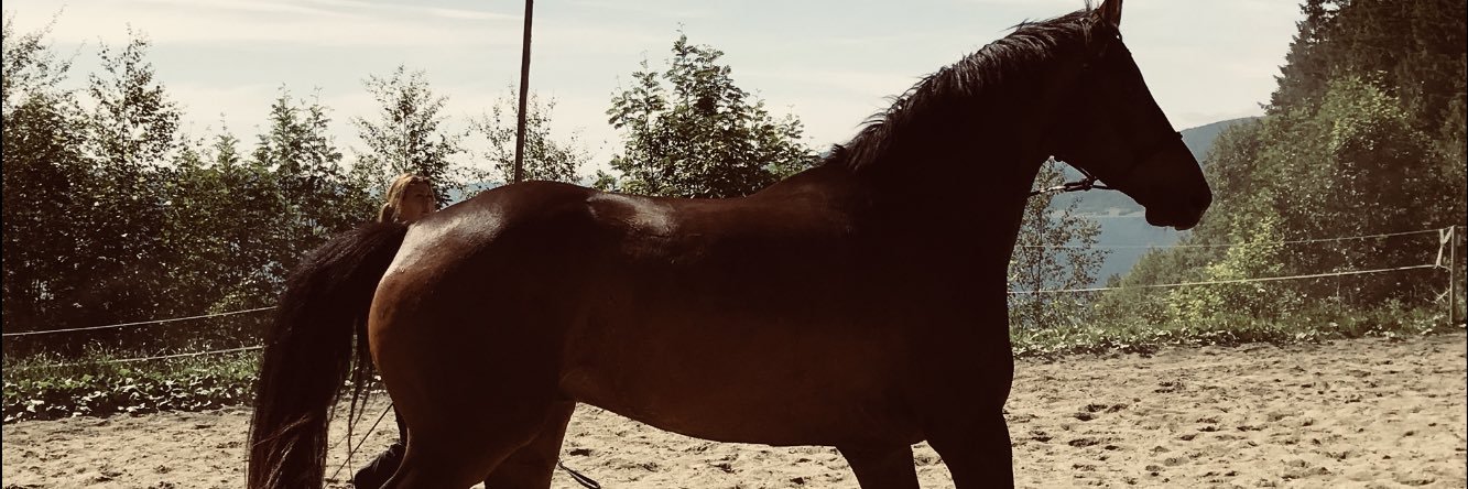 HARALD E LORCK banner