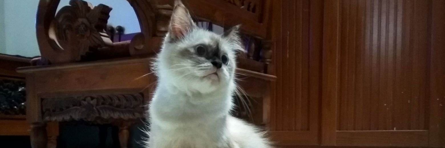 apayipip's profile banner image
