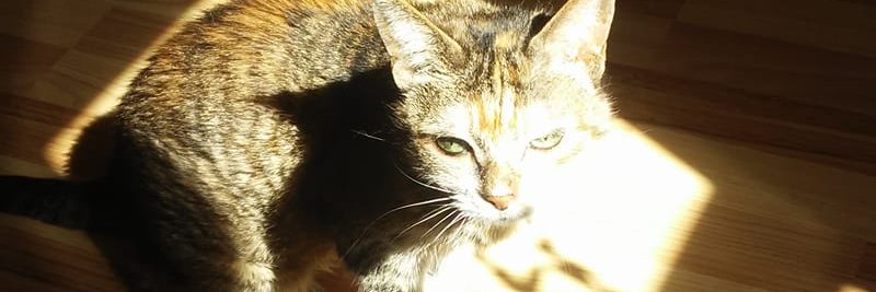 Kittyj50's profile banner image