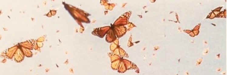 BrieTree's profile banner image