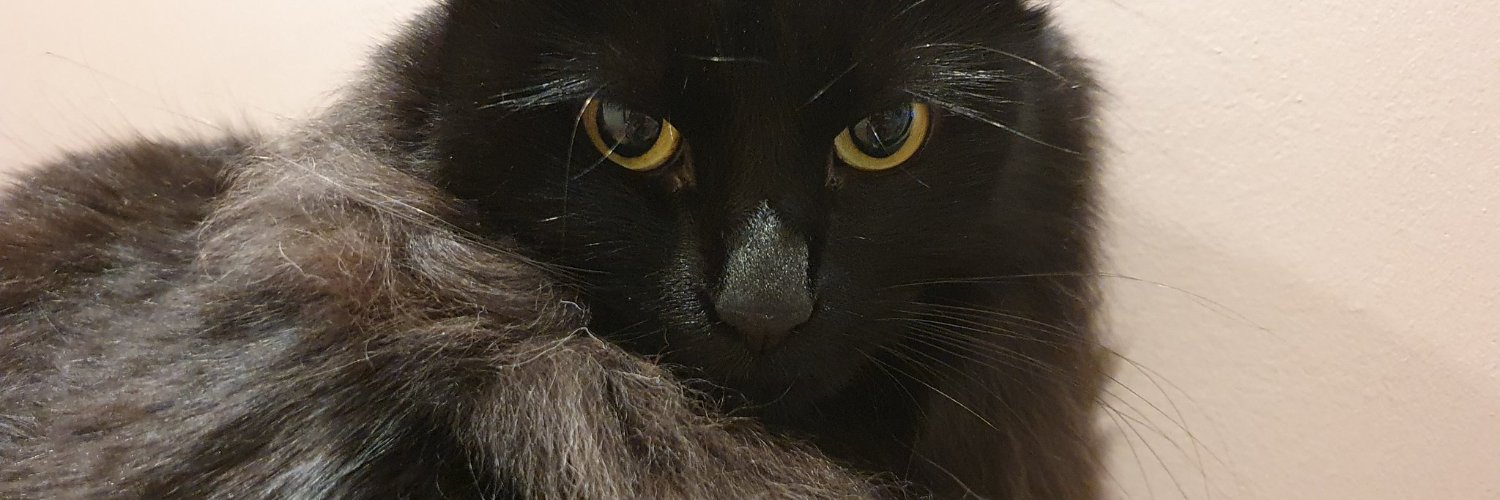 Cat_Burritos's profile banner image