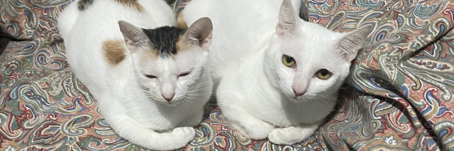 eydimeow's profile banner image