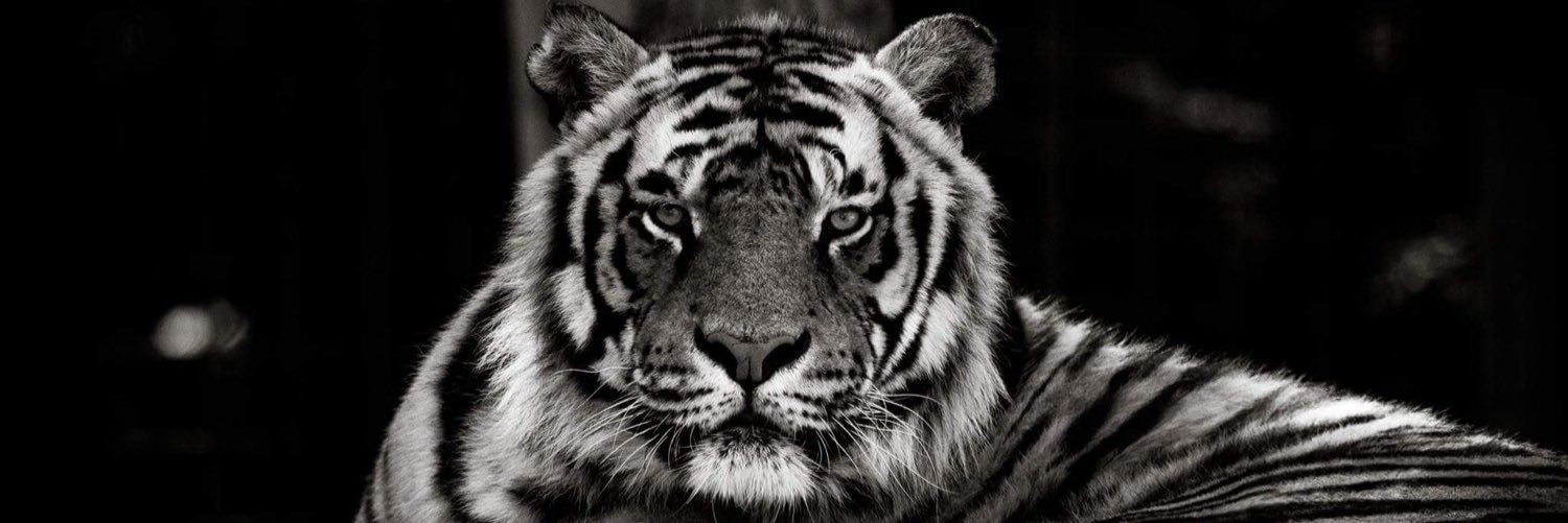 bigcatcarrie's profile banner image