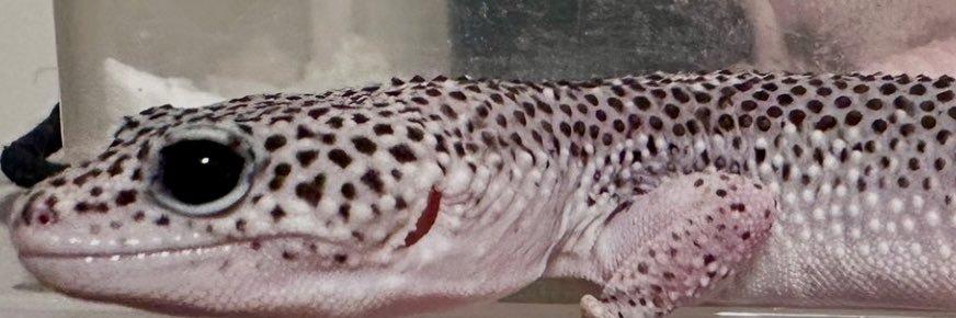 🩷𝐏𝐫𝐢𝐧𝐜𝐞𝐬𝐬((о´∀`о)ノ🩷 banner