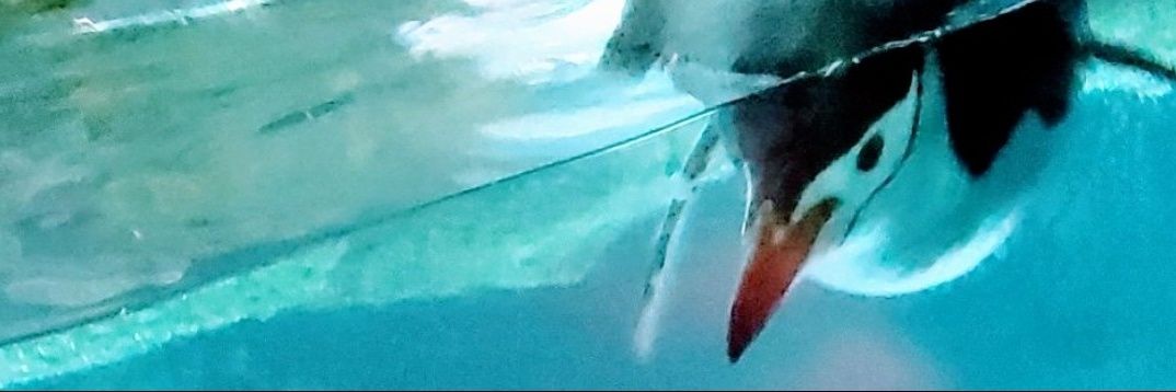 karabinmaru's profile banner image