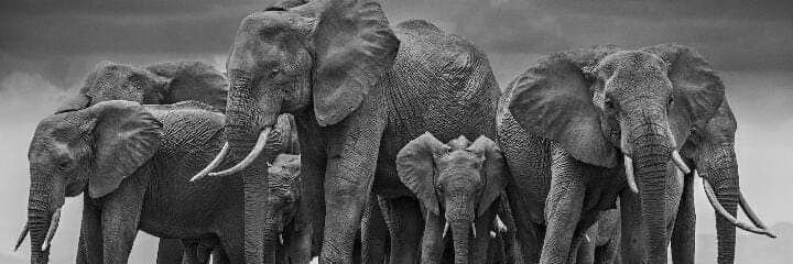 melvinphuti's profile banner image