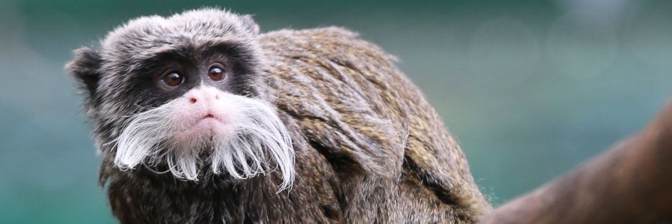 (הברווז הזה) banner