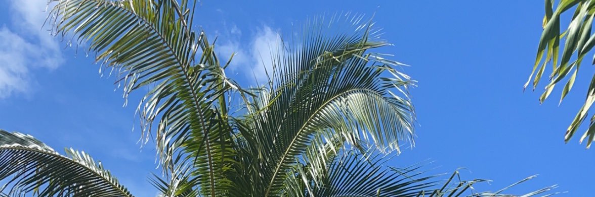 priscillabrott's profile banner image
