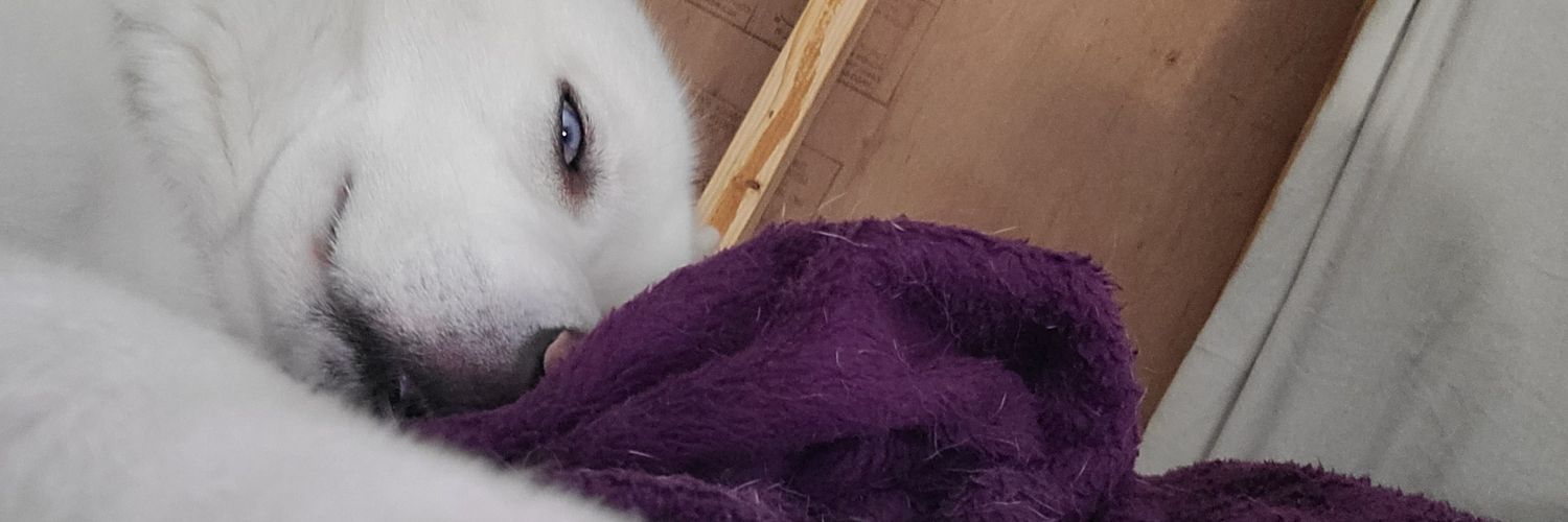 IzzyDeWolf's profile banner image